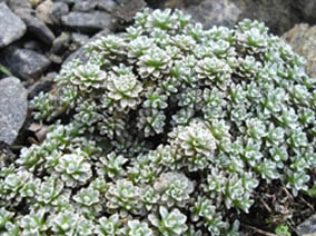 Raoulia sp. x Leucogenes grandiceps